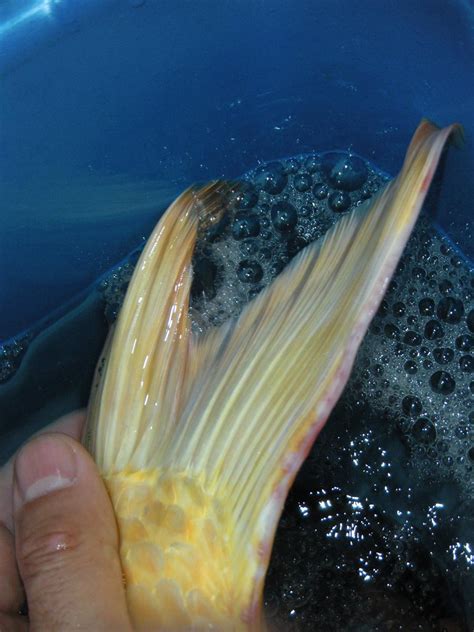 Several fish aren't eating