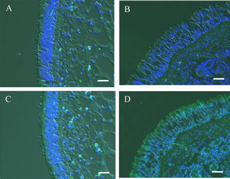 Photomicrographs Of Fluorescence Immunohistochemical Staining For Cftr Download Scientific