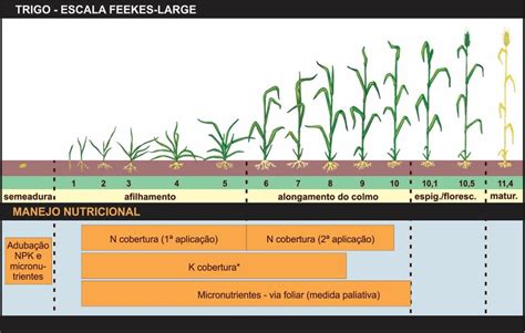 Trigo acerte na adubação Elevagro