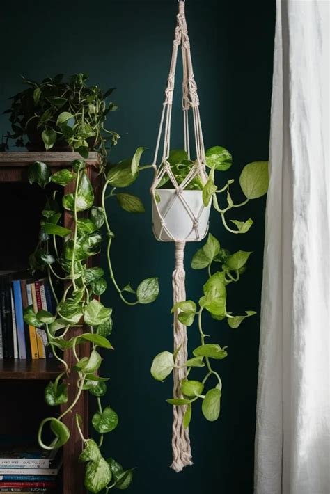 13 Gorgeous Plants to Transform Your Boho Bedroom Instantly | MowersLab