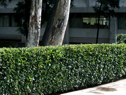 Rboles Y Arbustos De La Facultad De Ciencias Laboratorio De Plantas