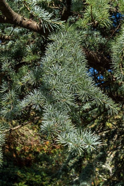 African Cedar Cedrus Atlantica Tree Stock Photo Image Of Gardening