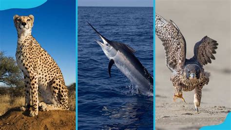 What Is The Fastest Animal Top 20 Fastest Animals On Land And In Water