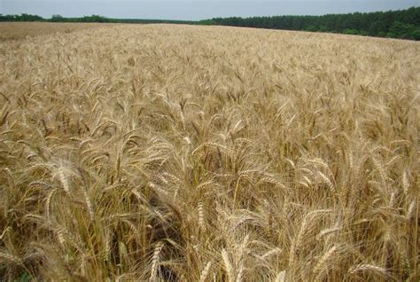 Mercado do Trigo Produtores mantêm atenção na atividade de campo