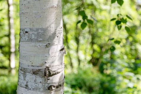 White Birch Tree