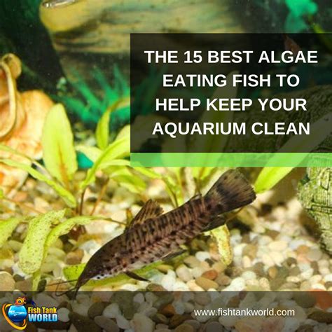 Algae Eaters: 15 Fish & Invertebrates to Help Keep Your Aquarium Clean