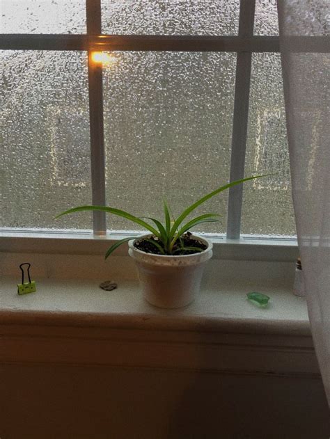 Window Sill Rainy Days Cozy Plants Life Rain Fall Windows Good