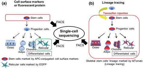 Synergy Of Single Cell Sequencing Analyses And In Vivo Lineage Tracing