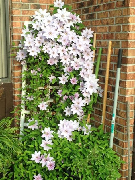 How To Plant Clematis Plants Clematis Beautiful Gardens