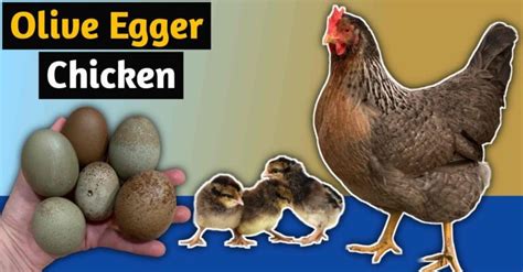 Olive Egger Chicken Breed Amazing Things With Pictures