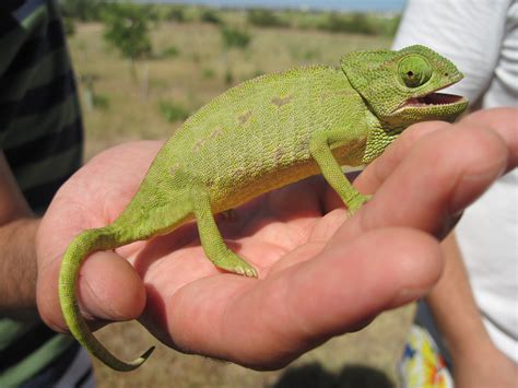 Chamaeleo Chamaeleon Museu Virtual Biodiversidade