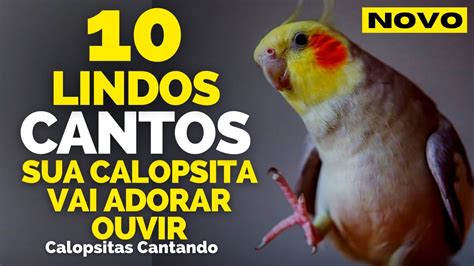 Calopsita Cantando Melhores Cantos De Calopsita Para Treinar Calopsitas