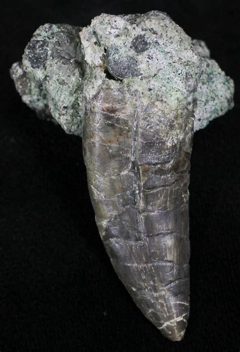 Fossil Allosaurus Teeth For Sale