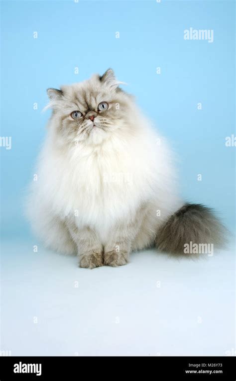 Blue Tabby Colourpoint Cat Aka Persian Or Himalayan Stock Photo Alamy