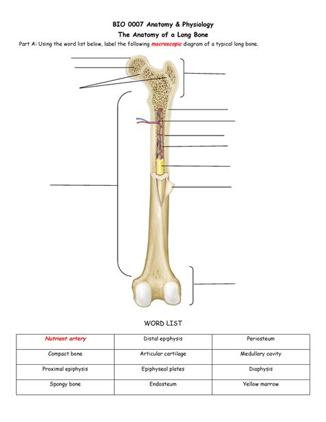 The Anatomy Of A Long Bone BIO 0007 Anatomy Physiology The Anatomy