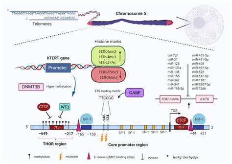 Human Telomerase Reverse Transcriptase Tert Promoter Region And