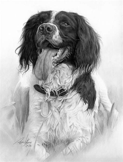 Commission Springer Spaniel By Captured In