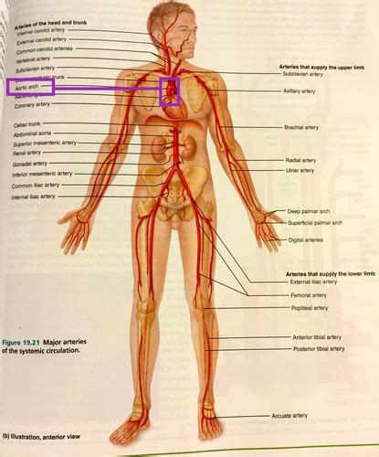 Blood Vessel Labs Flashcards Quizlet