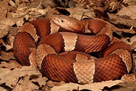 Broad Banded Copperhead On Leaves