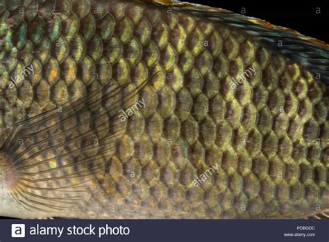 Tilapia Fish Stock Photos And Tilapia Fish Stock Images Alamy