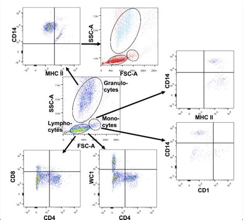 Gating Strategy Of The Flow Cytometry Of The Various Subsets Of