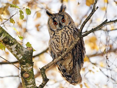 Long Eared Owl Asio Otus A Guide To Its Habits And Habitat