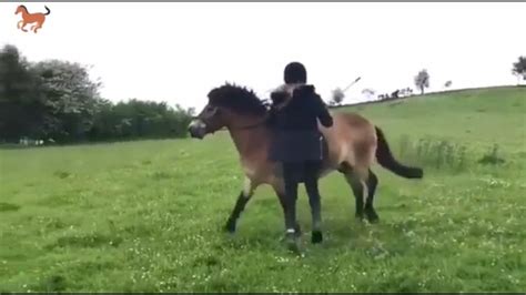 Compilation Of Funny Horse Riding Fails Shows How Difficult It Is To ...