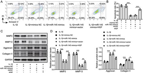 MiR 145 Overexpression Inhibited ECM Degradation By Inhibiting The