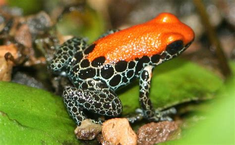 Red-backed poison dart frog | Reptipedia | FANDOM powered by Wikia
