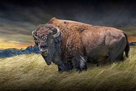 American Bison Wall Decor Of Stunning Western Photo Of A Buffalo In