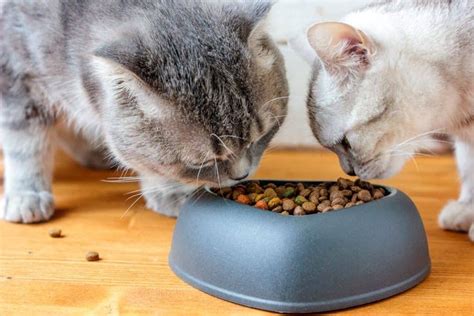 Free Feeding Versus Meal Feeding Is One Method Better For Your Cat