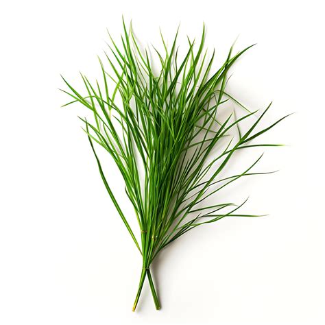 Premium Ai Image Cyperus Acuminatus Emerald Green A Tapertip