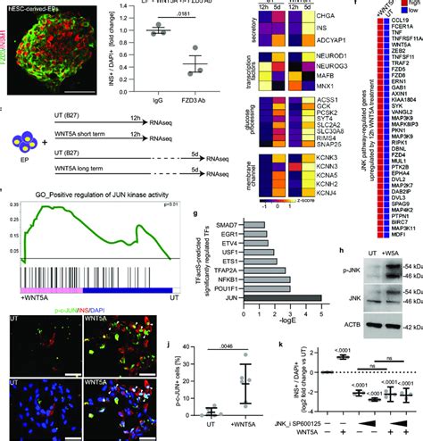 Short Term WNT5A Treatment Activates The JNK C JUN Pathway In Human