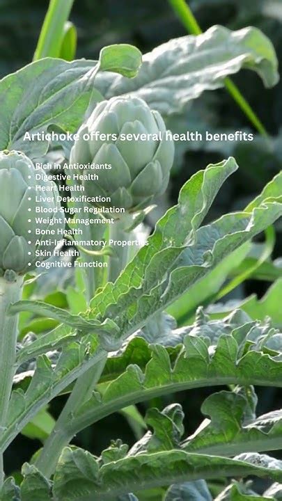 Surprising Health Benefits Of Artichoke Revealed Youtube