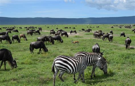 Seven 7 Days All Inclusive Private Safari To Tarangire Serengeti