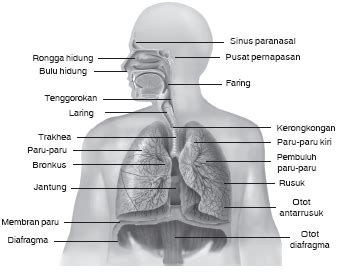 Jurnal Sistem Pernapasan Homecare24