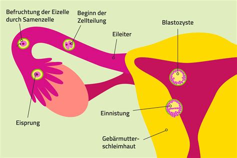 Diagramm Der Externen Befruchtung