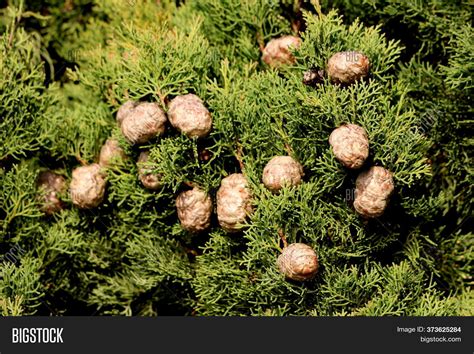 Mediterranean Cypress Image & Photo (Free Trial) | Bigstock