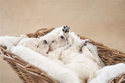 Cachorros En Una Canasta De Fondo Beige Recuperador Dorado En El