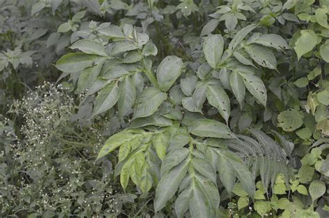 Amorphophallus Bulbifer Eflora Of India