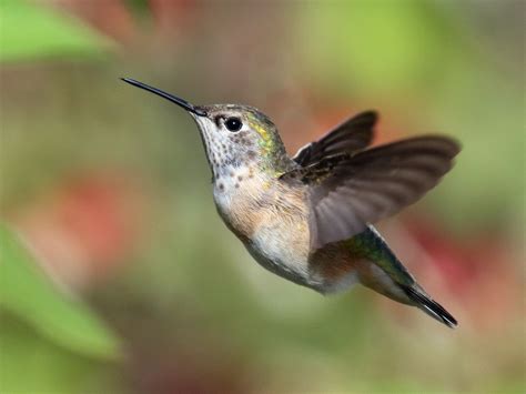 Calliope Hummingbird Ebird