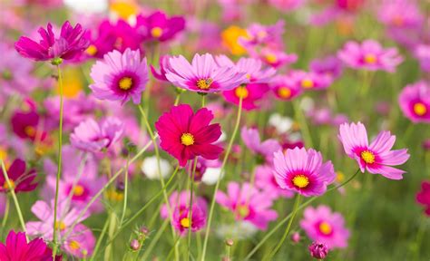 Descubra 47 Kuva Fleurs Cosmos Couleurs Thptnganamst Edu Vn