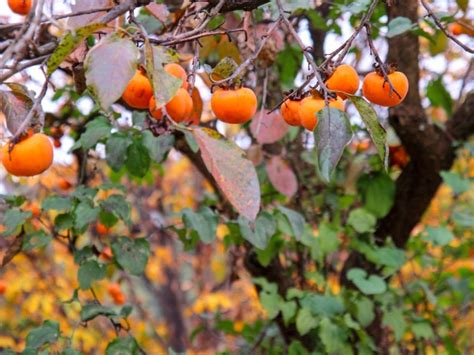 Information About American Persimmon Trees Gardening Know How