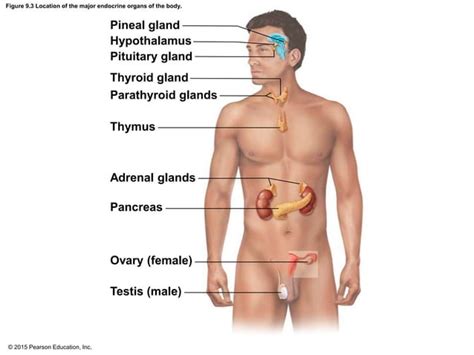 Endocrine System Powerpoint Presentation Ppt