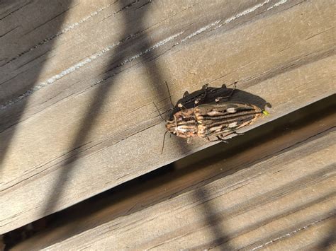 Southern Sculptured Pine Borer From Orange Beach Al Usa On October 7