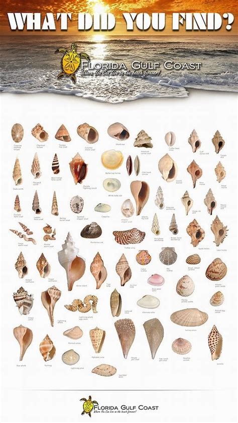 Image Result For Shell Identification Chart Pacific Coast Sanibel