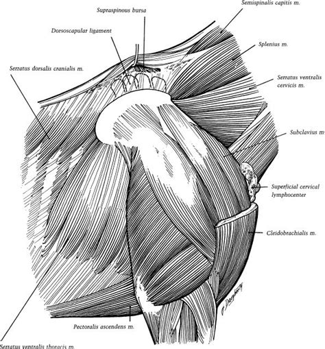 Practical Guide To Lameness In Horses Horse Anatomy Dog Anatomy