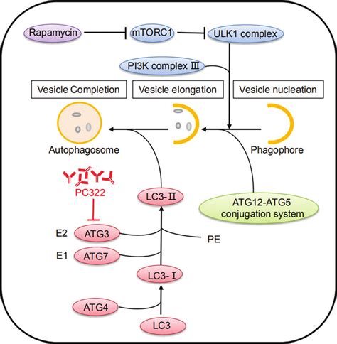 The Mechanism Mode Pattern Of Pc Inhibiting Autophagy Autophagosome