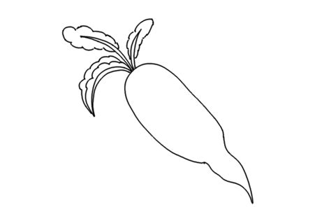 Radish Drawing At Explore Collection Of Radish Drawing