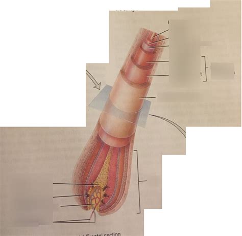 Hair Diagram Diagram Quizlet